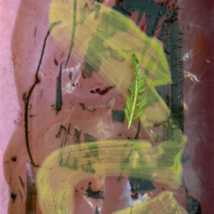 Regan Golden: Ephemerals: Millefeuille in Spring